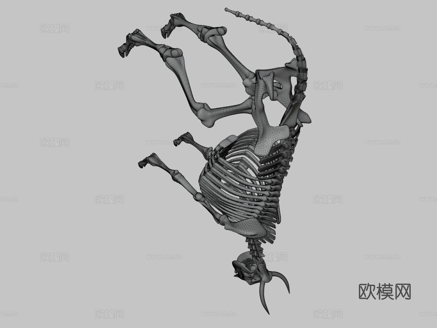牛骨架3d模型