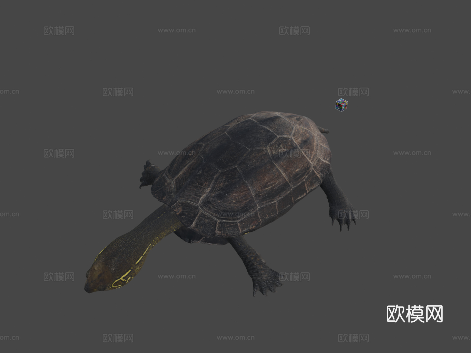 CC0草龟雷氏龟3d模型