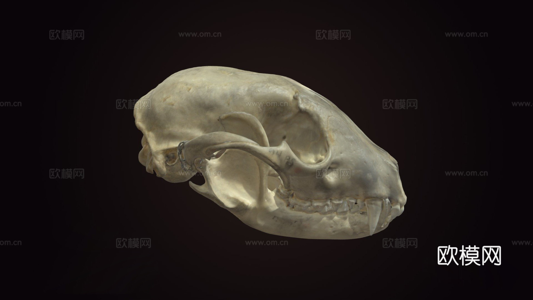 浣熊头骨3d模型