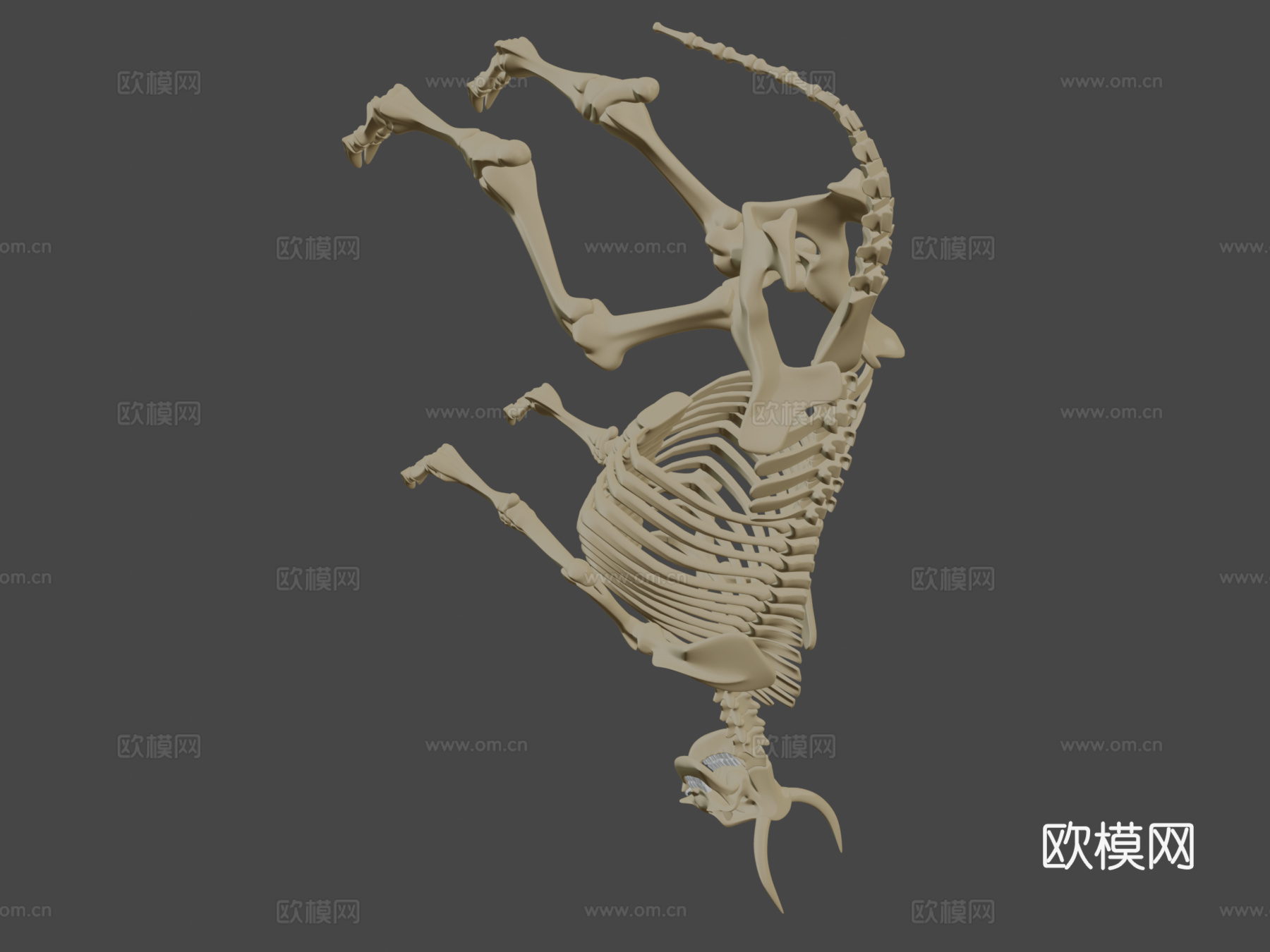 牛骨架3d模型