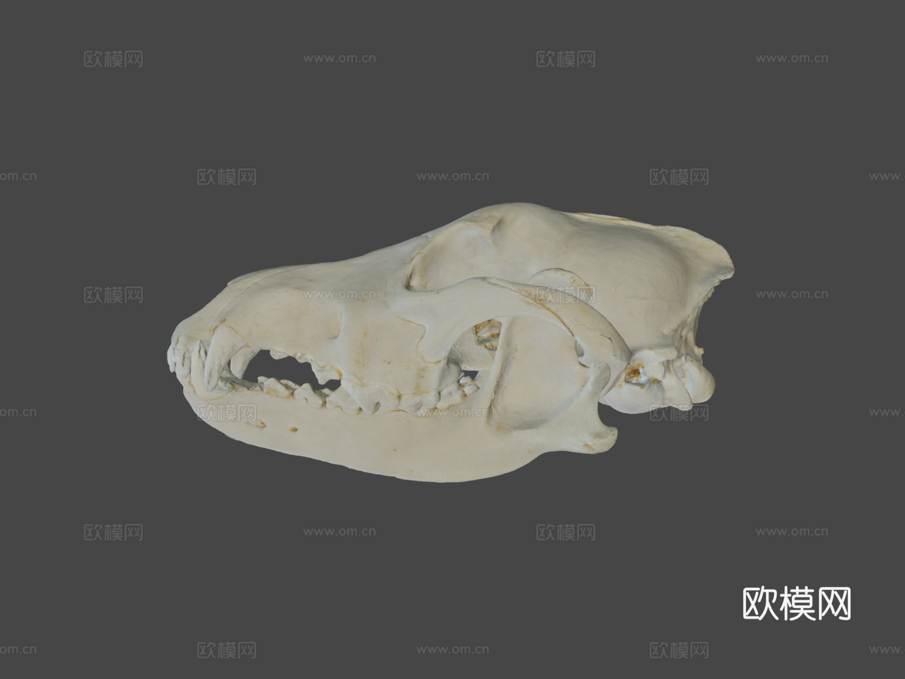 狼头骨3d模型