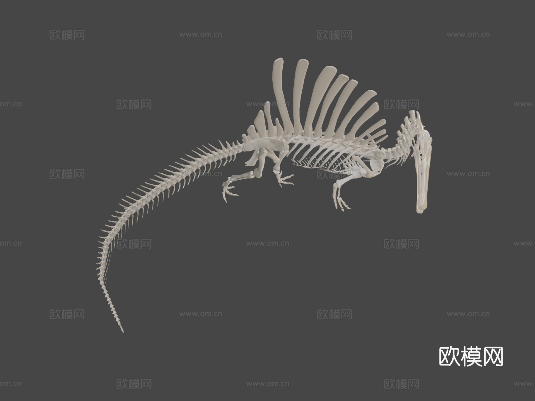埃及棘龙骨骼3d模型