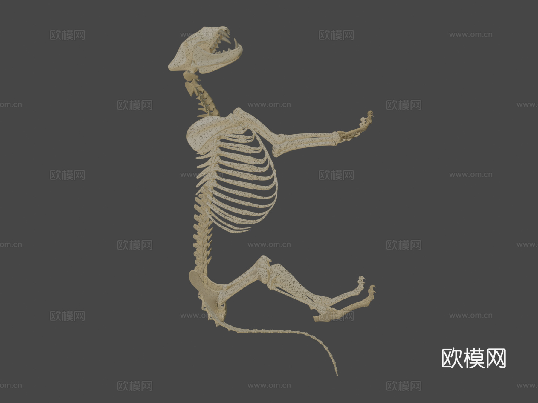 狮子骨骼3d模型3d模型
