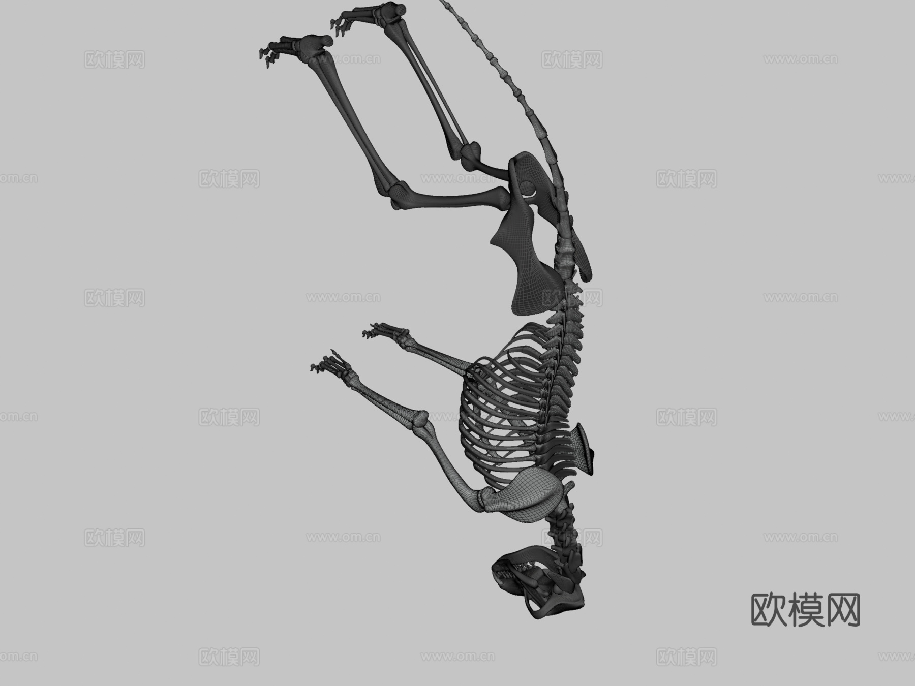 狼骨骼3d模型