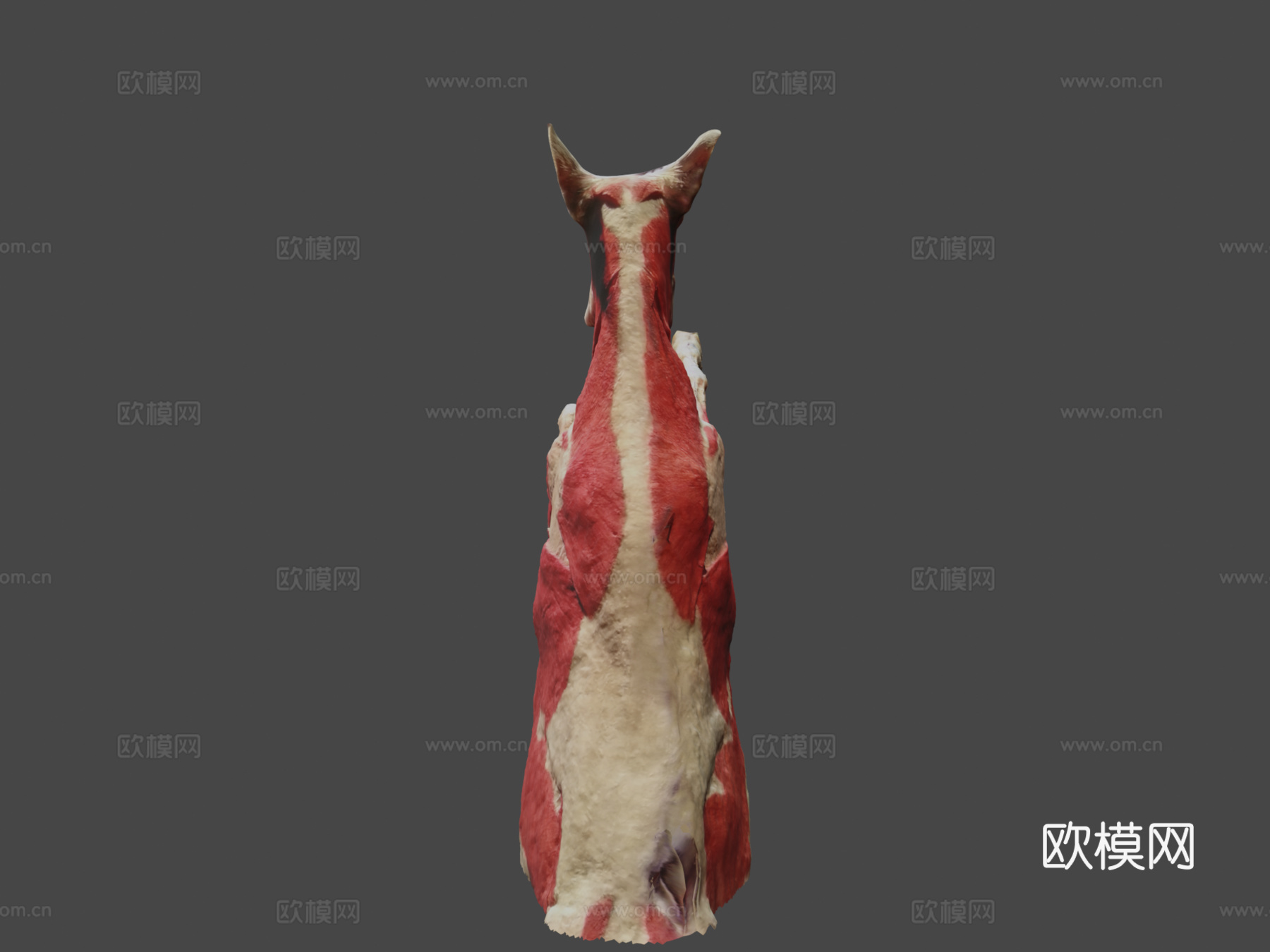 小山羊-肌肉3d模型