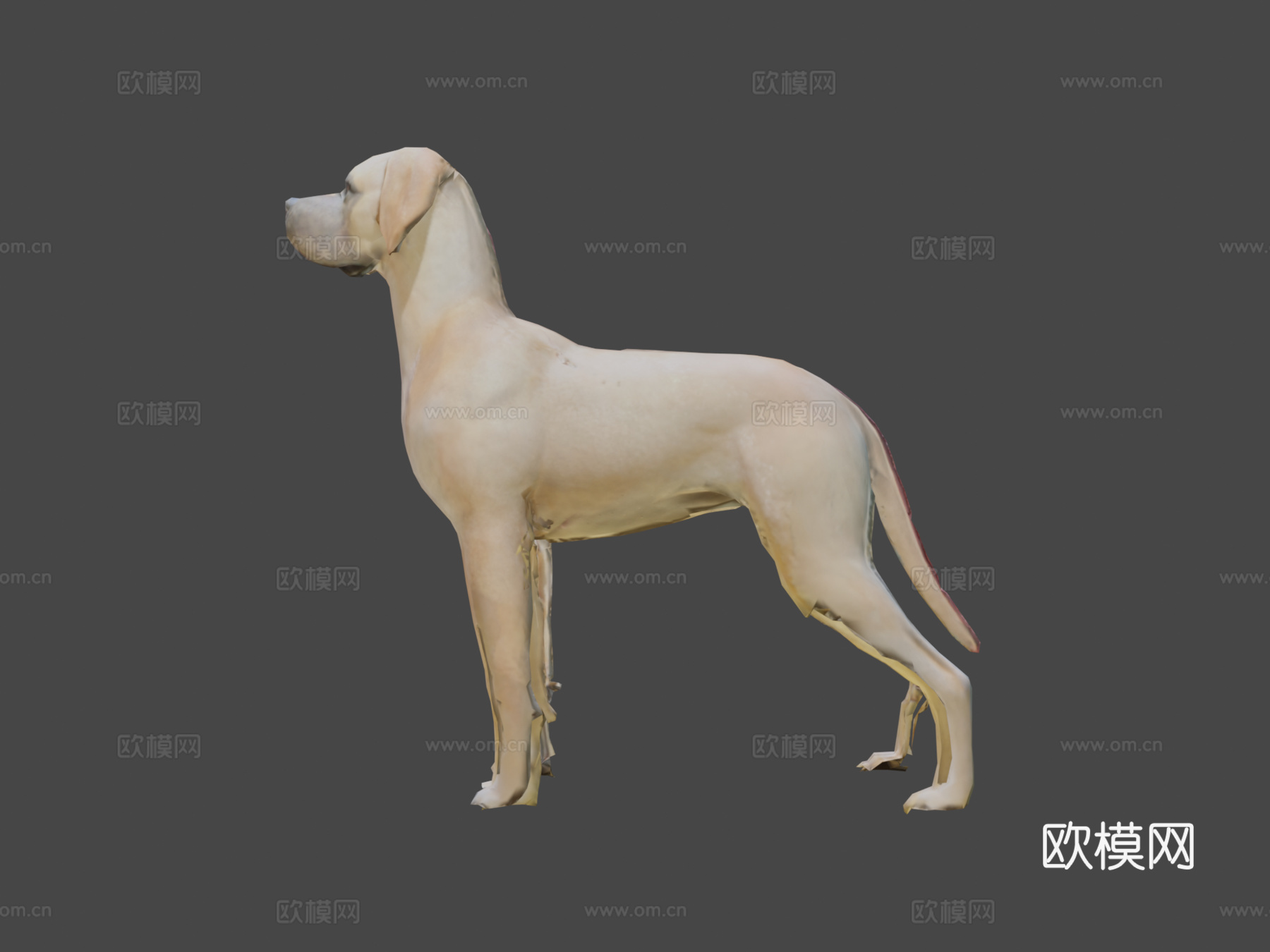 狗解剖13d模型3d模型