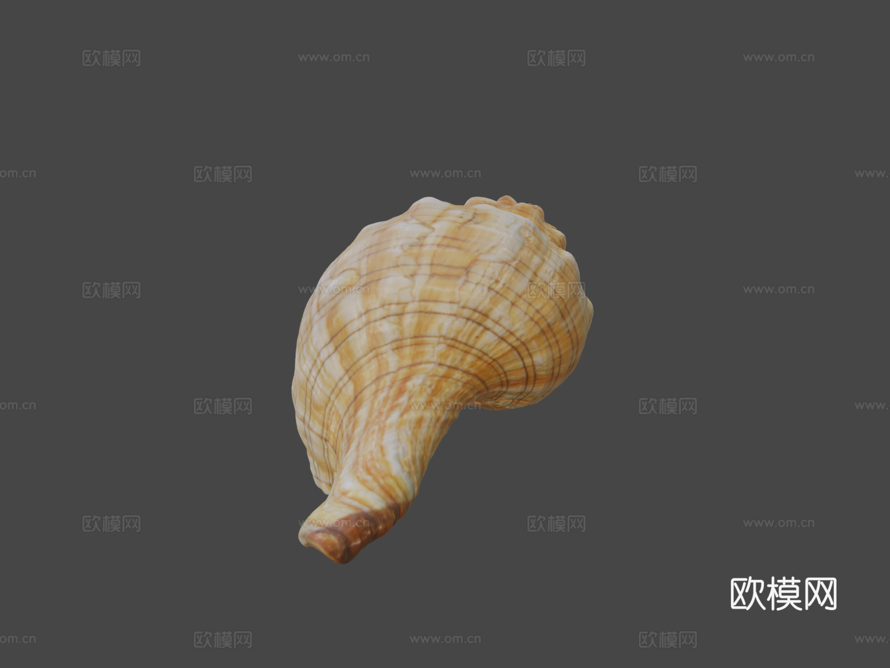丝状马螺3d模型