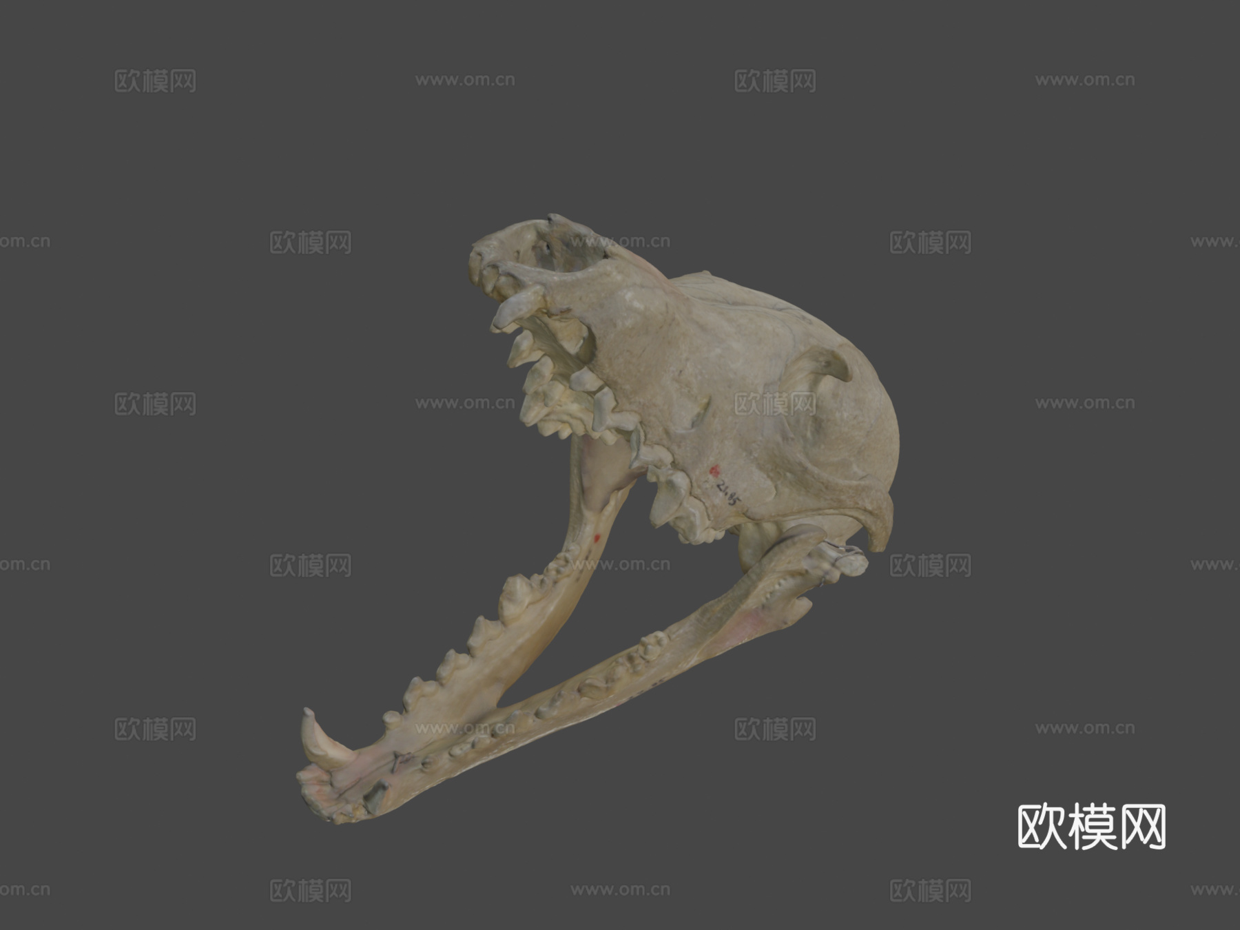 灰狐头骨3d模型