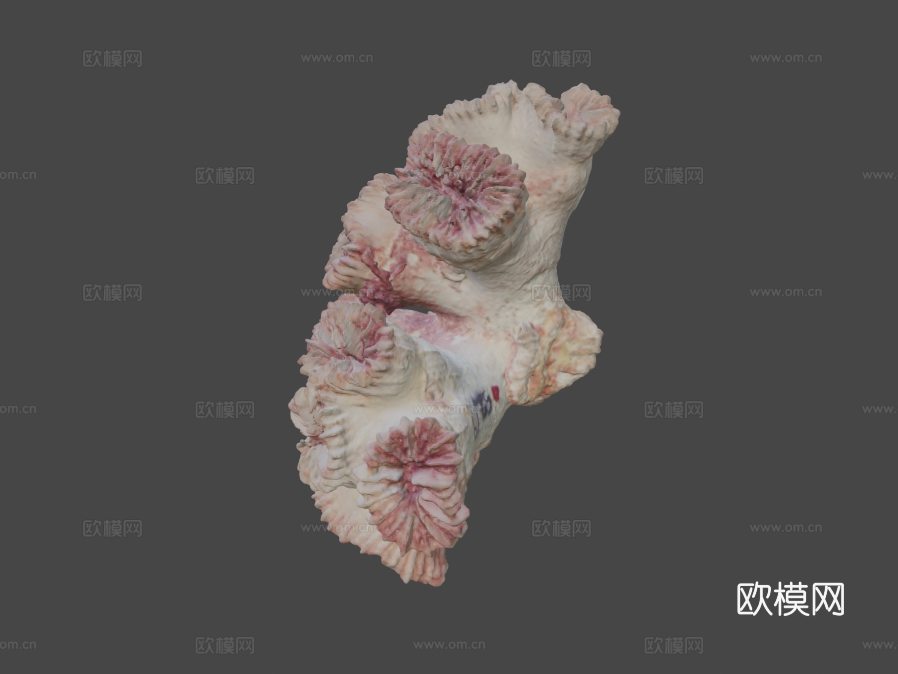 珊瑚3d模型