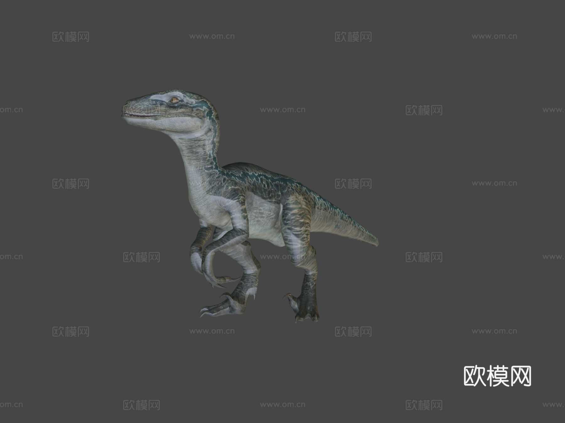 JW活体蓝色3d模型