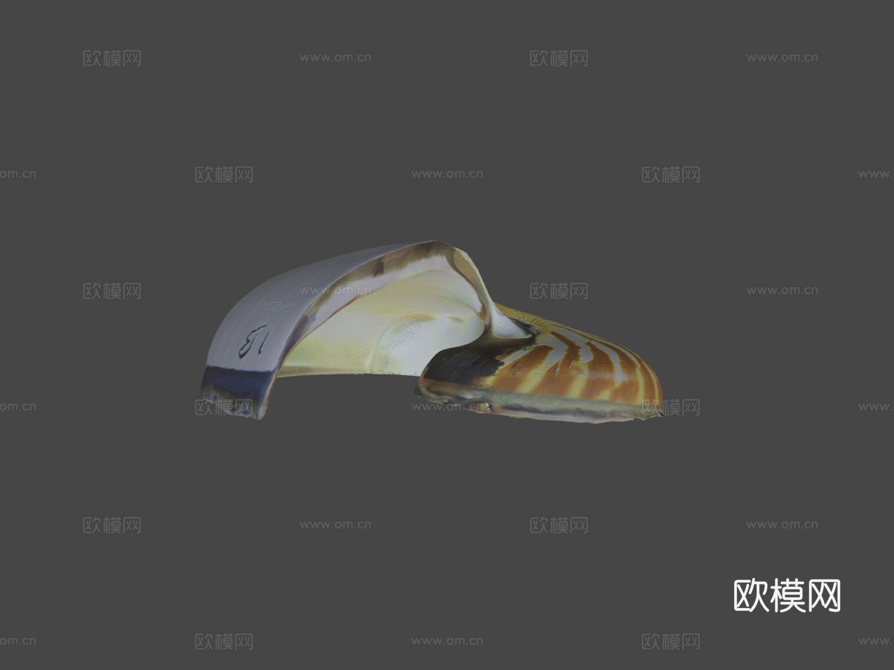 鹦鹉螺3d模型