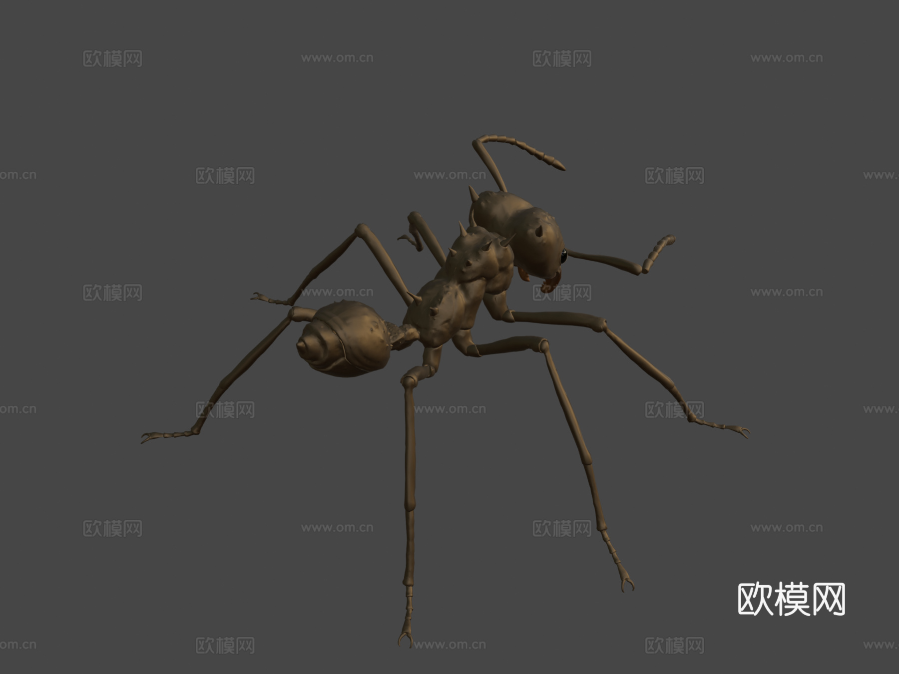 切叶蚁昆虫3d模型3d模型