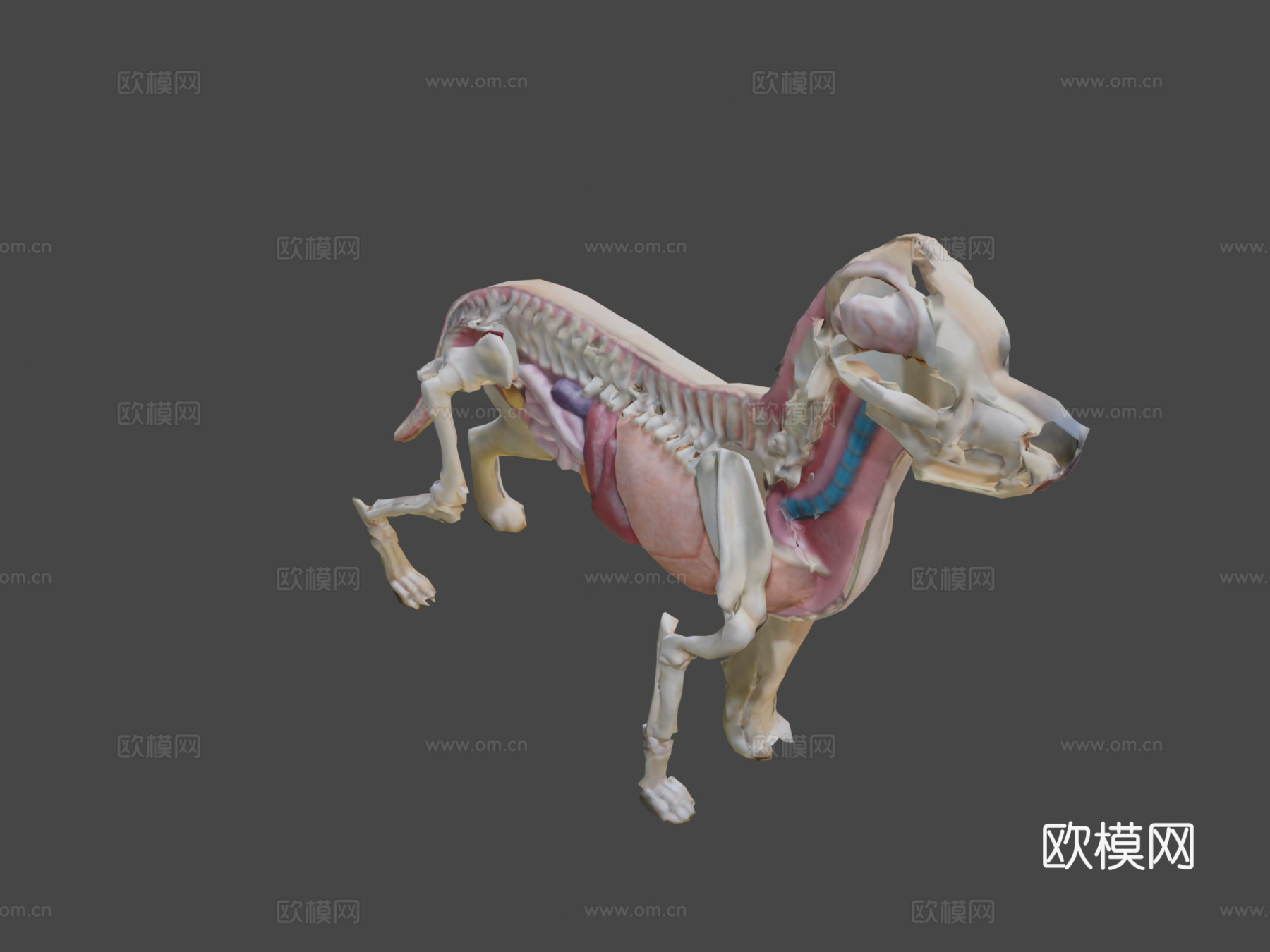 狗解剖13d模型3d模型