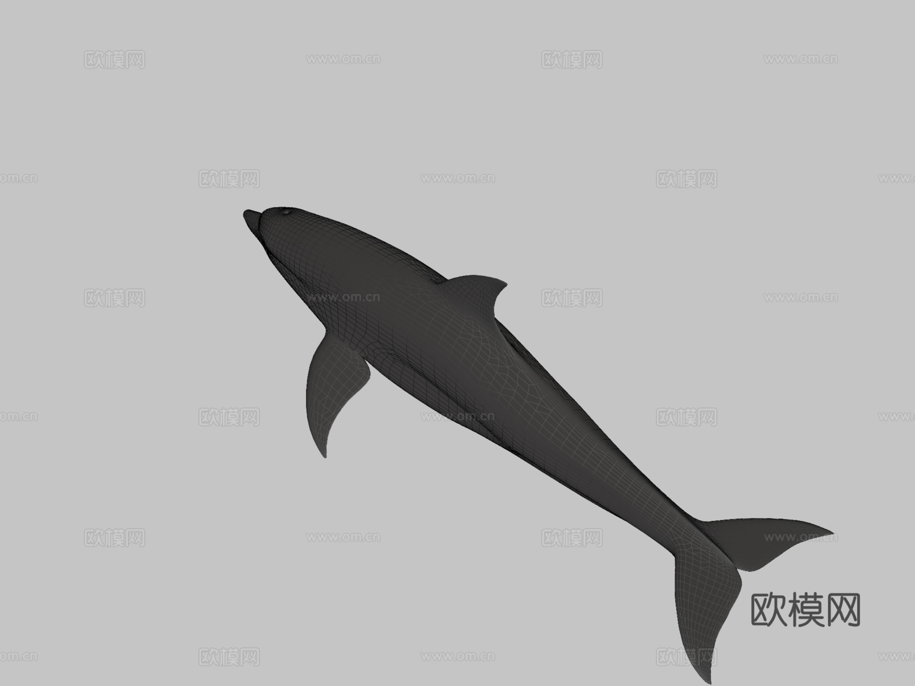 宽吻海豚3d模型