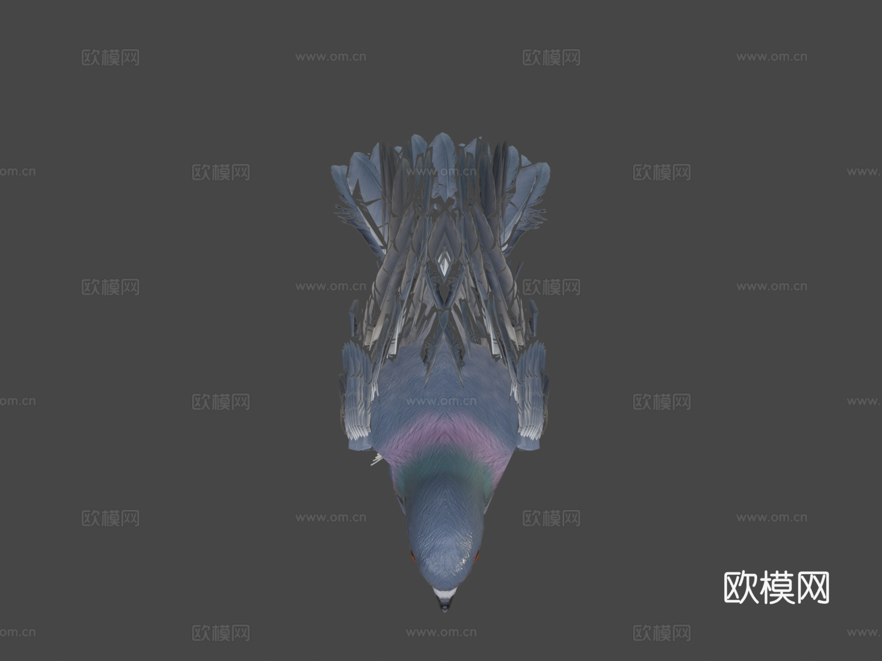 鸽子3d模型
