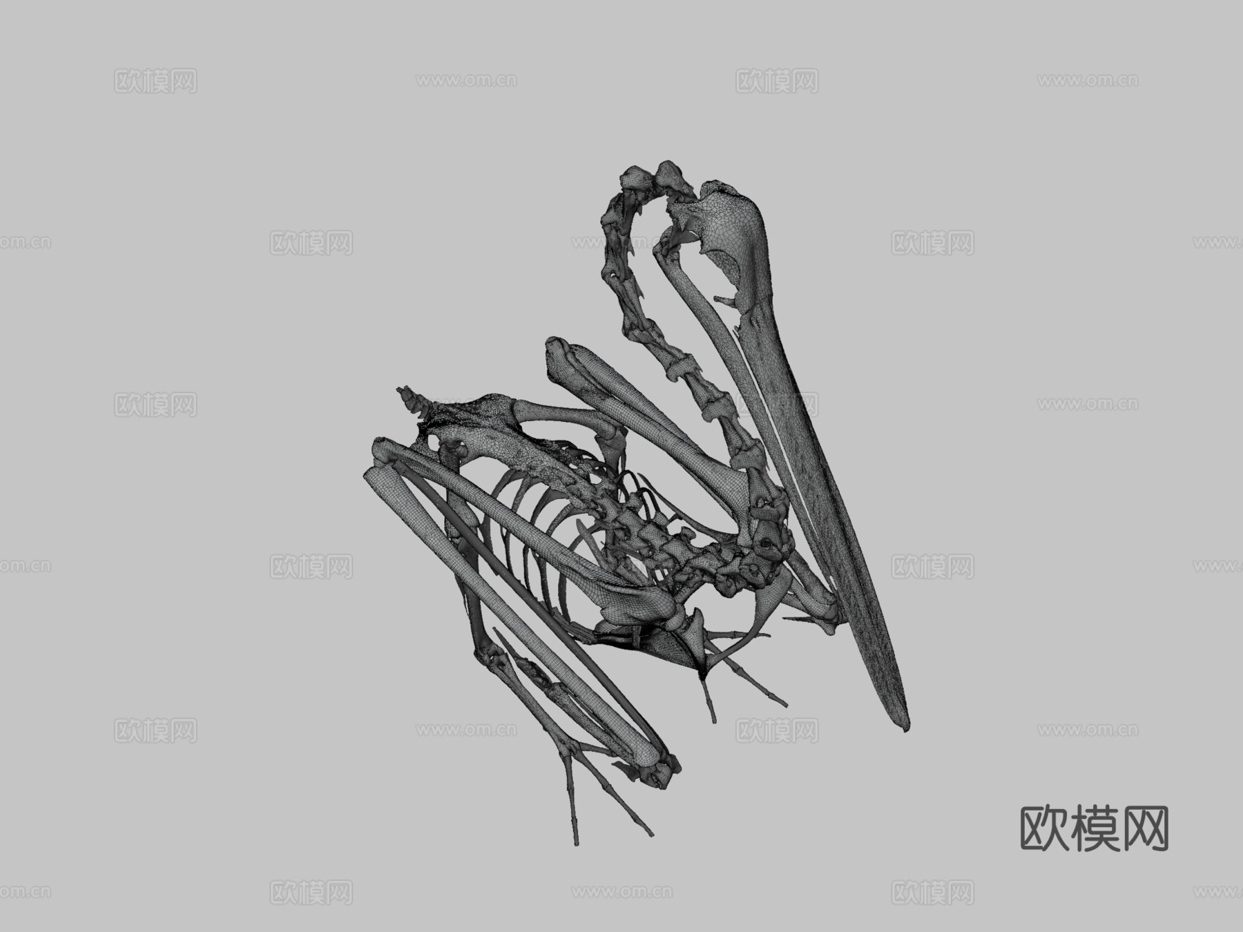 IMNH R-1901白鹈鹕3d模型