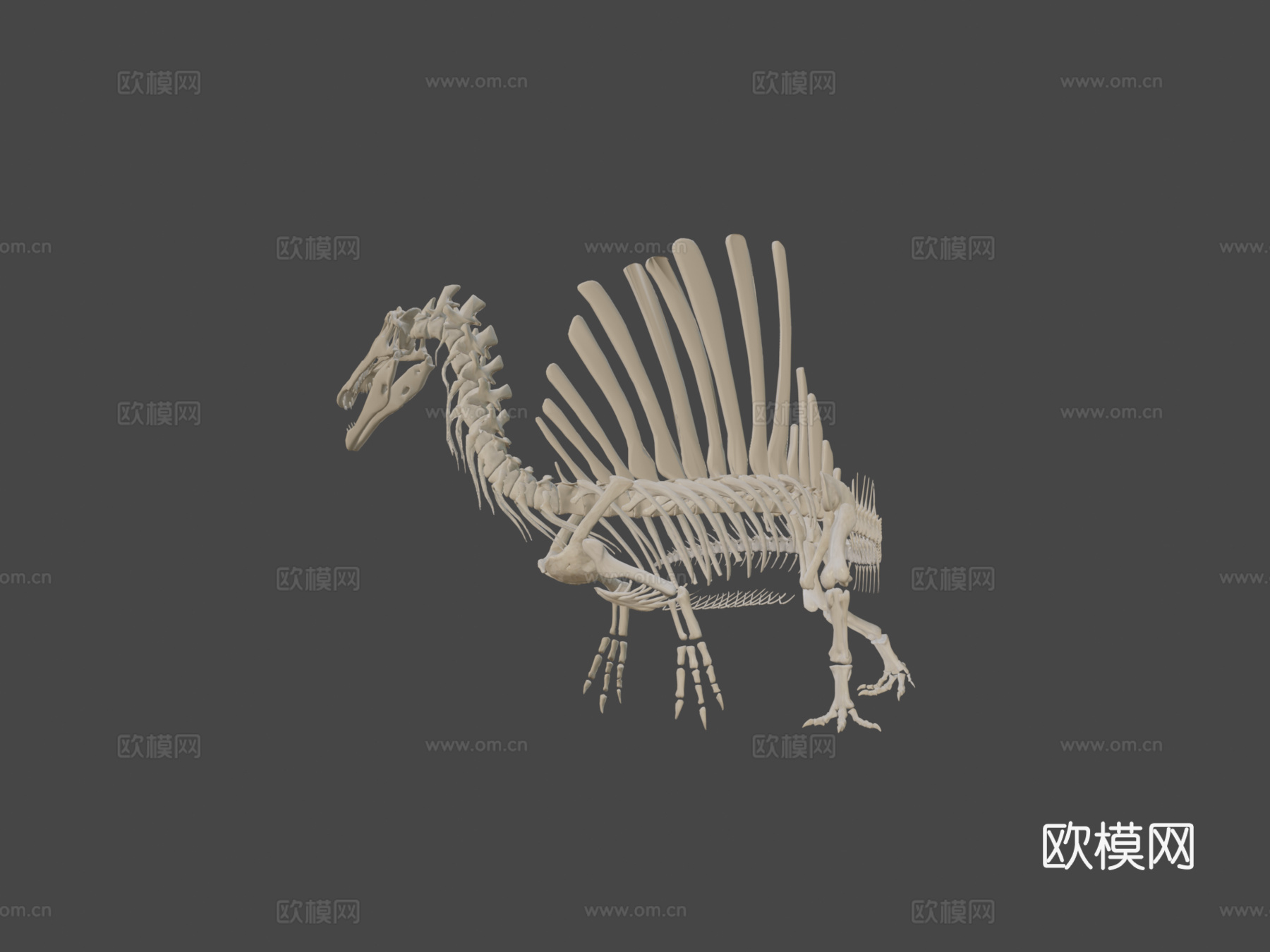 埃及棘龙骨骼3d模型