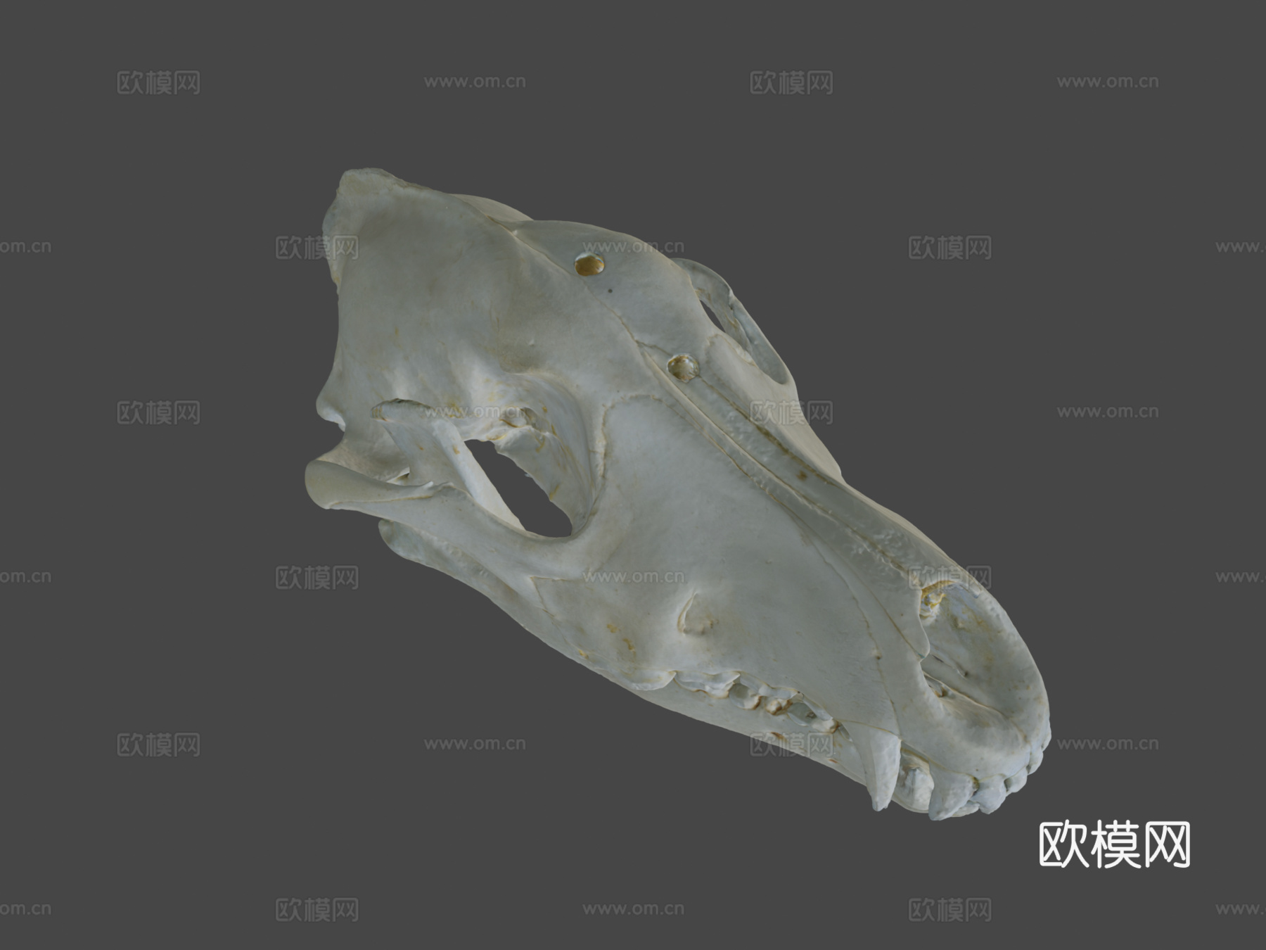 狼头骨3d模型