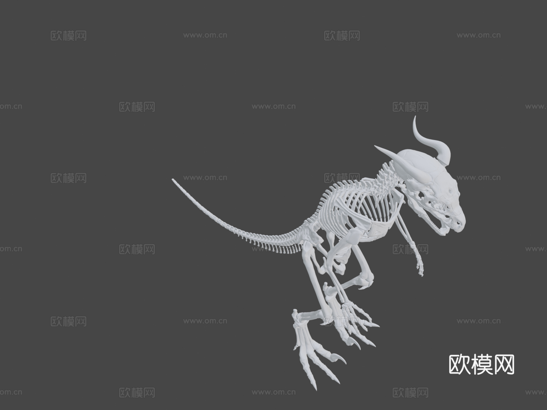 希扎斯里解剖参考-骨骼3d模型