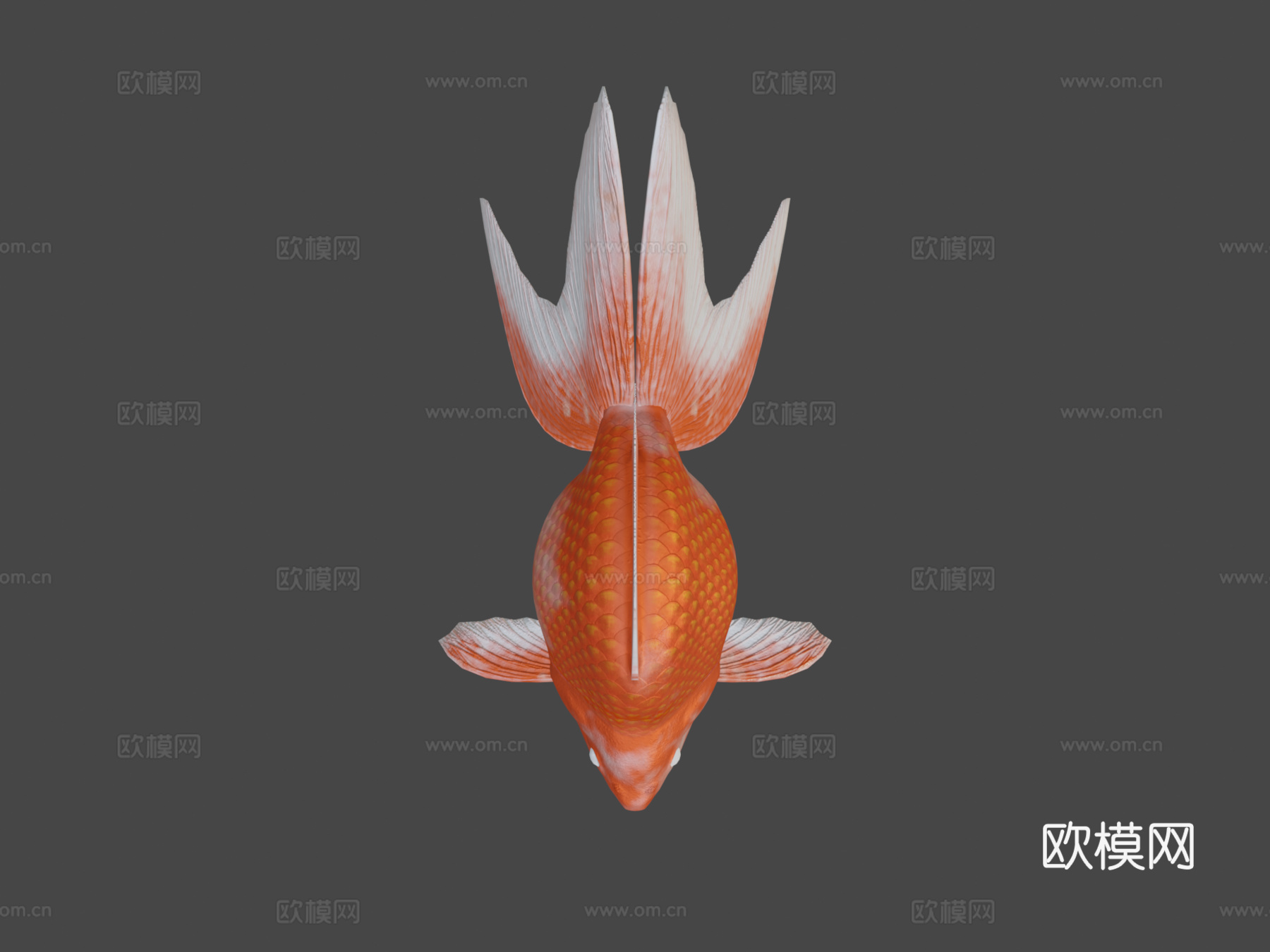 琉金金鱼3d模型