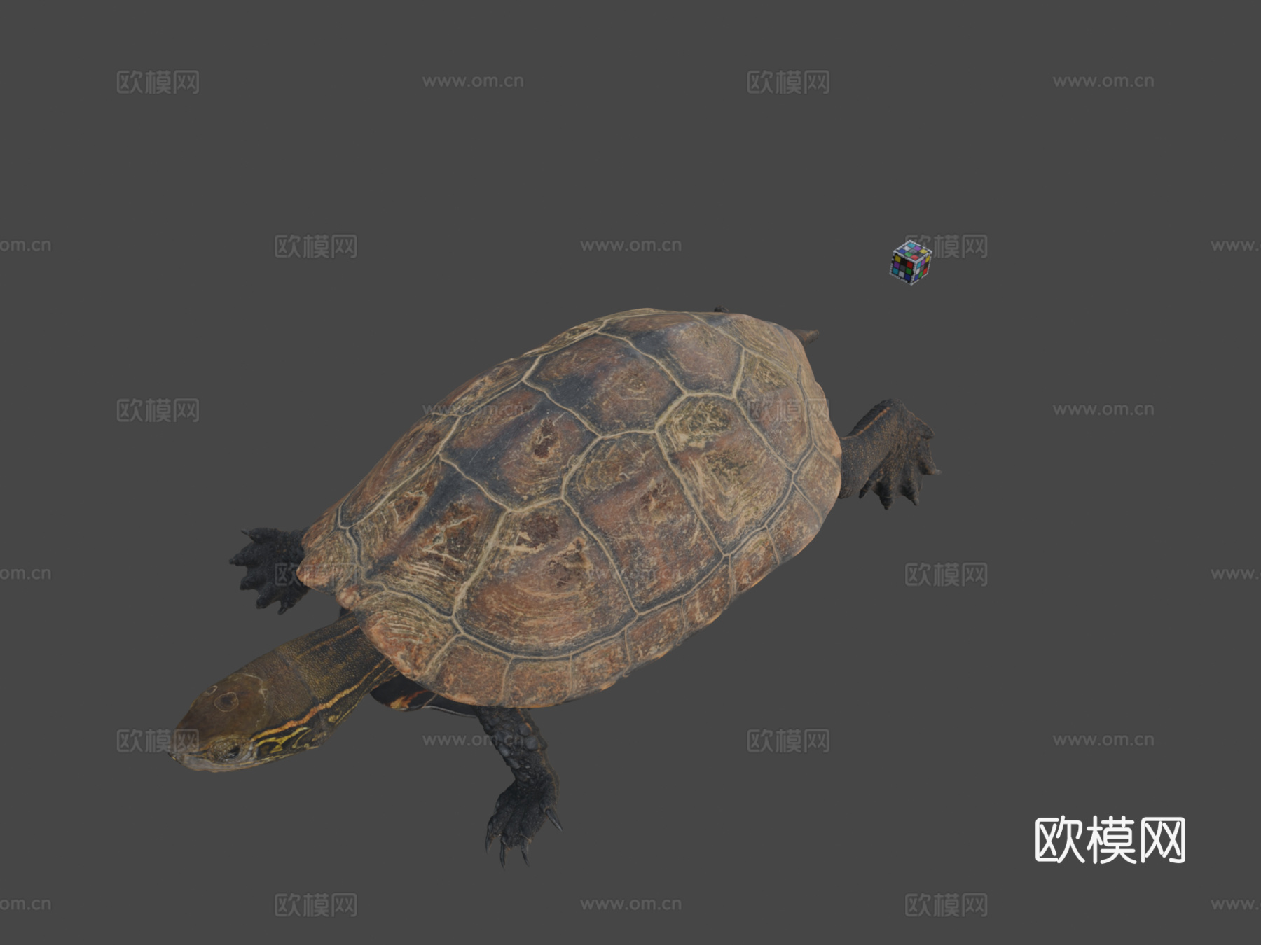 CC0杂交龟［日本石龟与草龟混种］♂3d模型