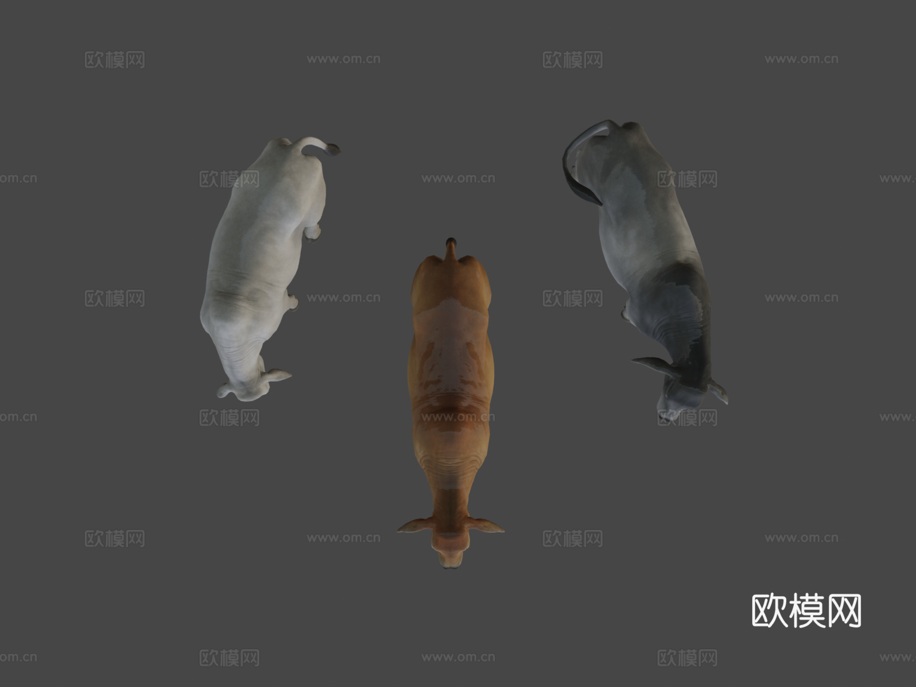 婆罗门牛3d模型