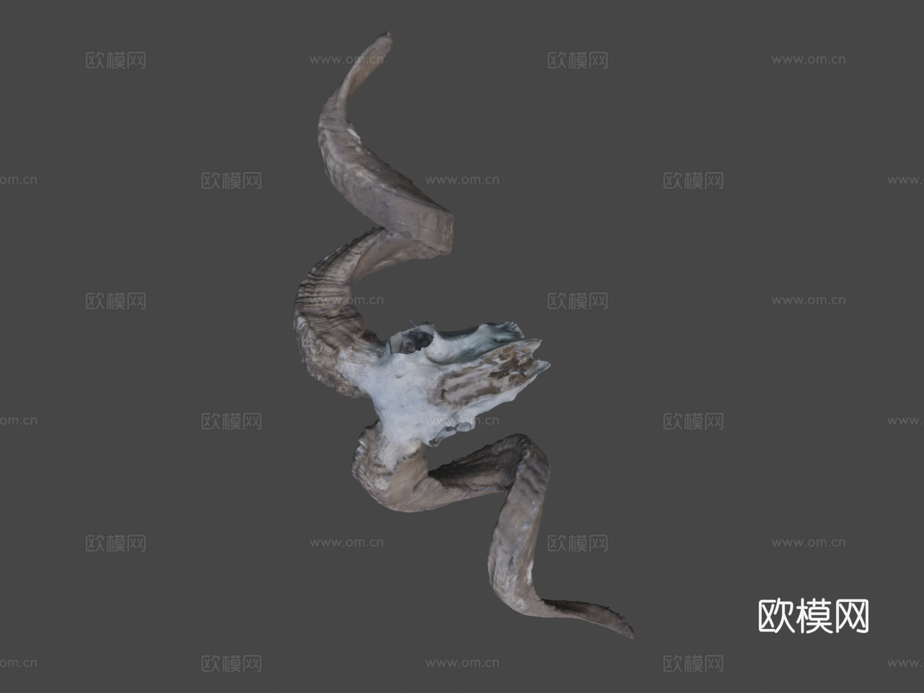 公羊头骨3d模型