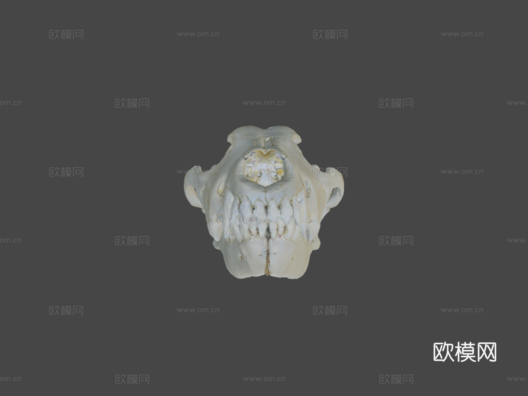 狼头骨3d模型