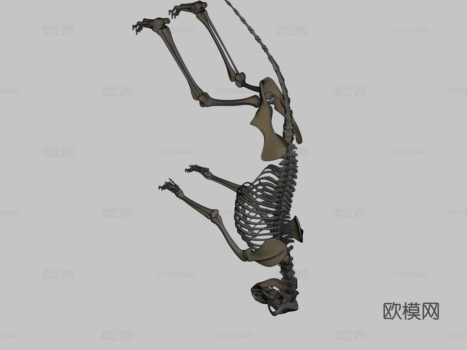 狼骨骼3d模型