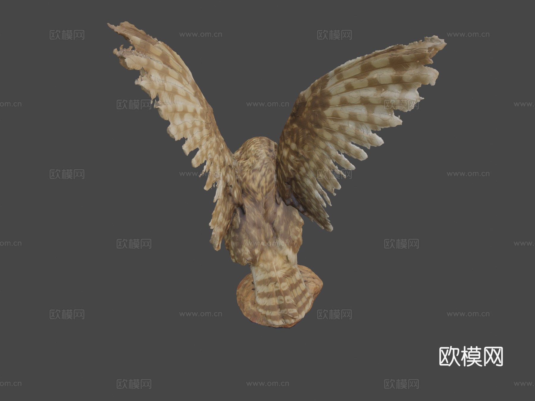短耳猫头鹰(约翰·菲诺作品)3d模型