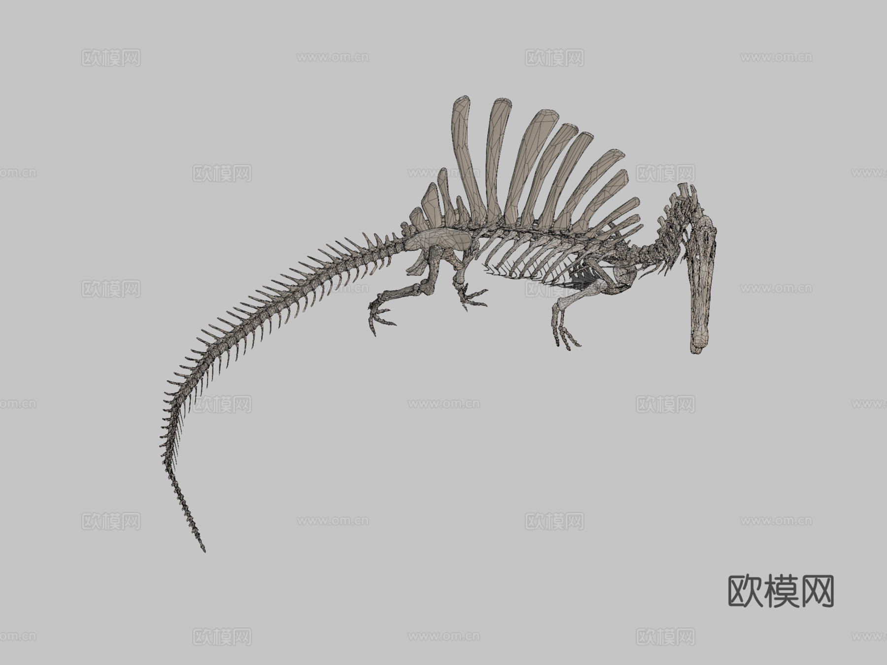 埃及棘龙骨骼3d模型