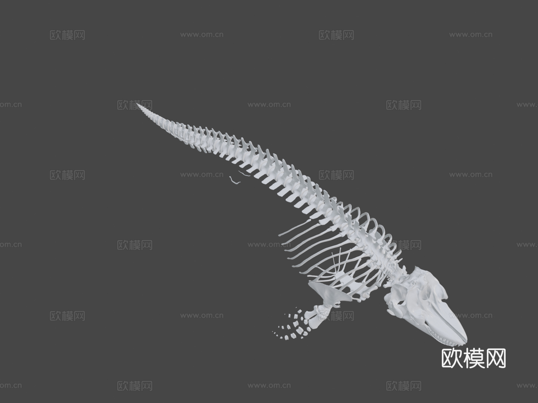 虎鲸NMML-1850=希望=3d模型