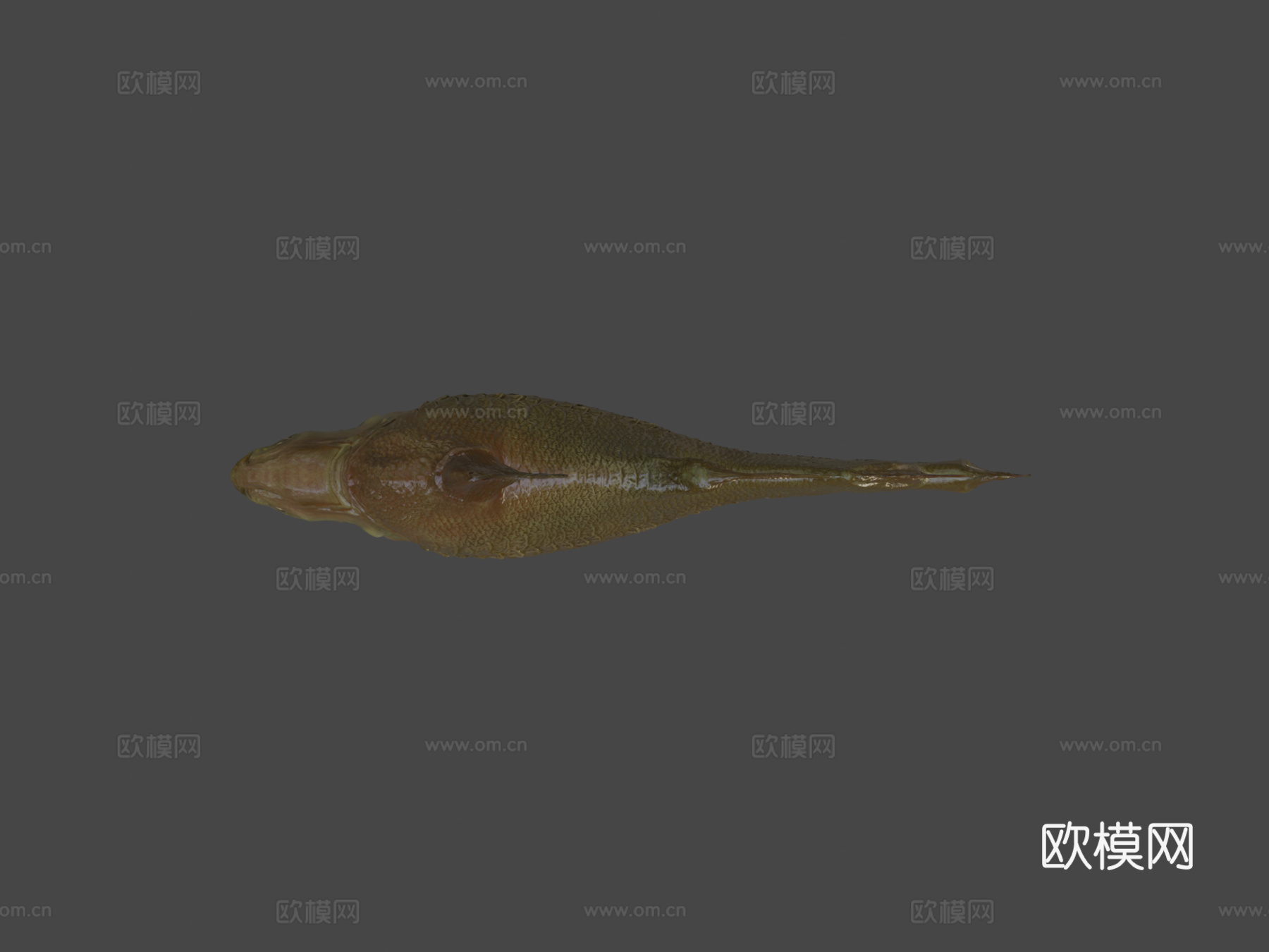 莫索尼鱼3d模型
