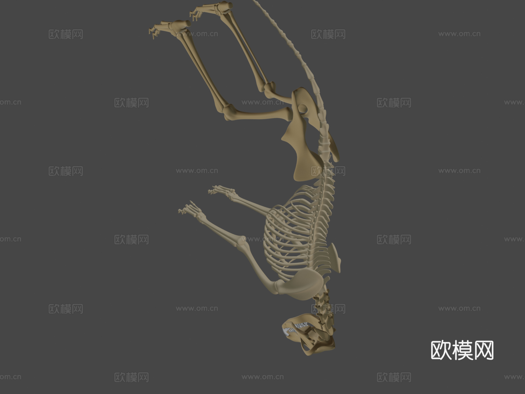 狼骨骼3d模型