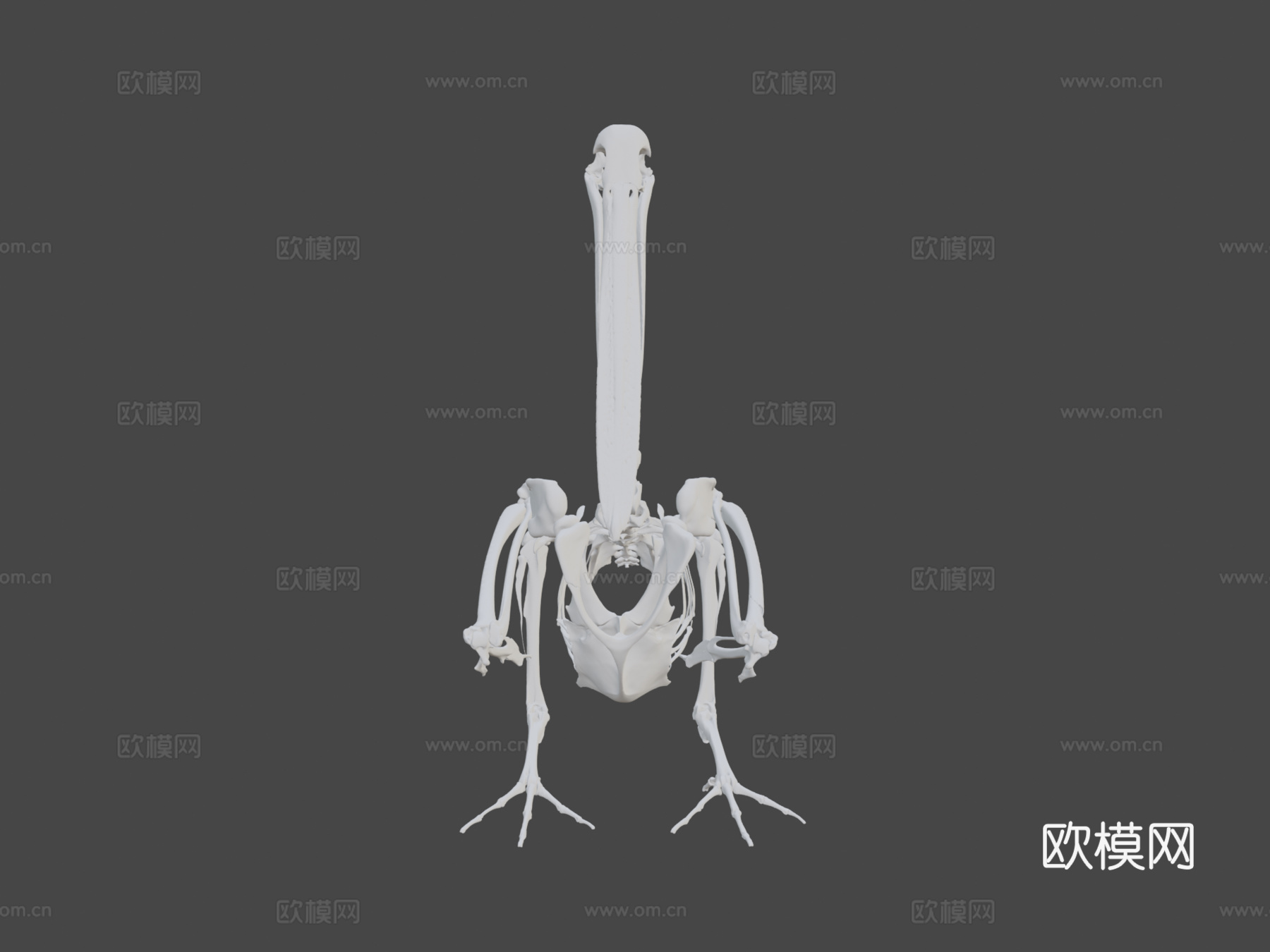 IMNH R-1901白鹈鹕3d模型