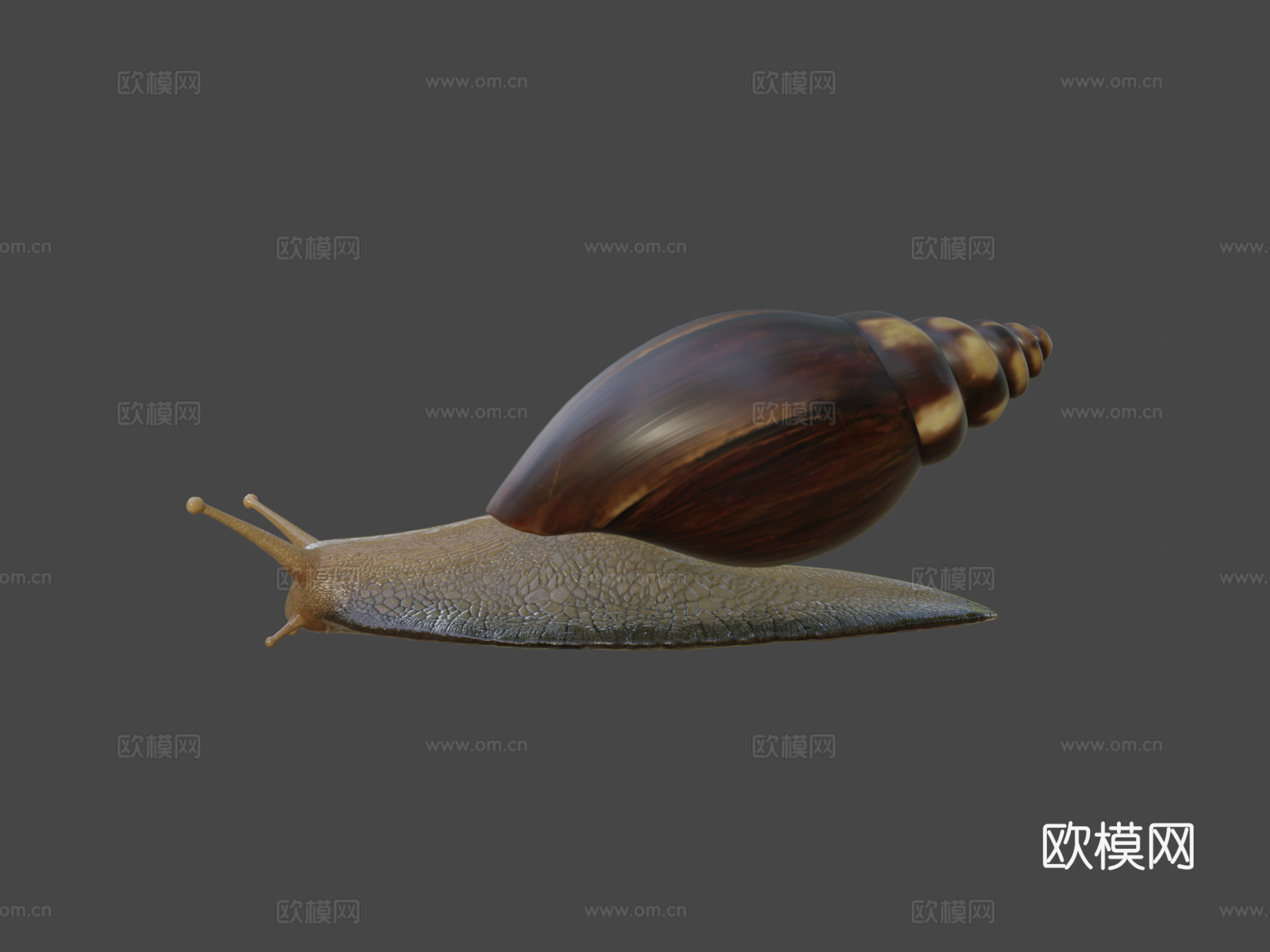 蜗牛照片级写实3d模型