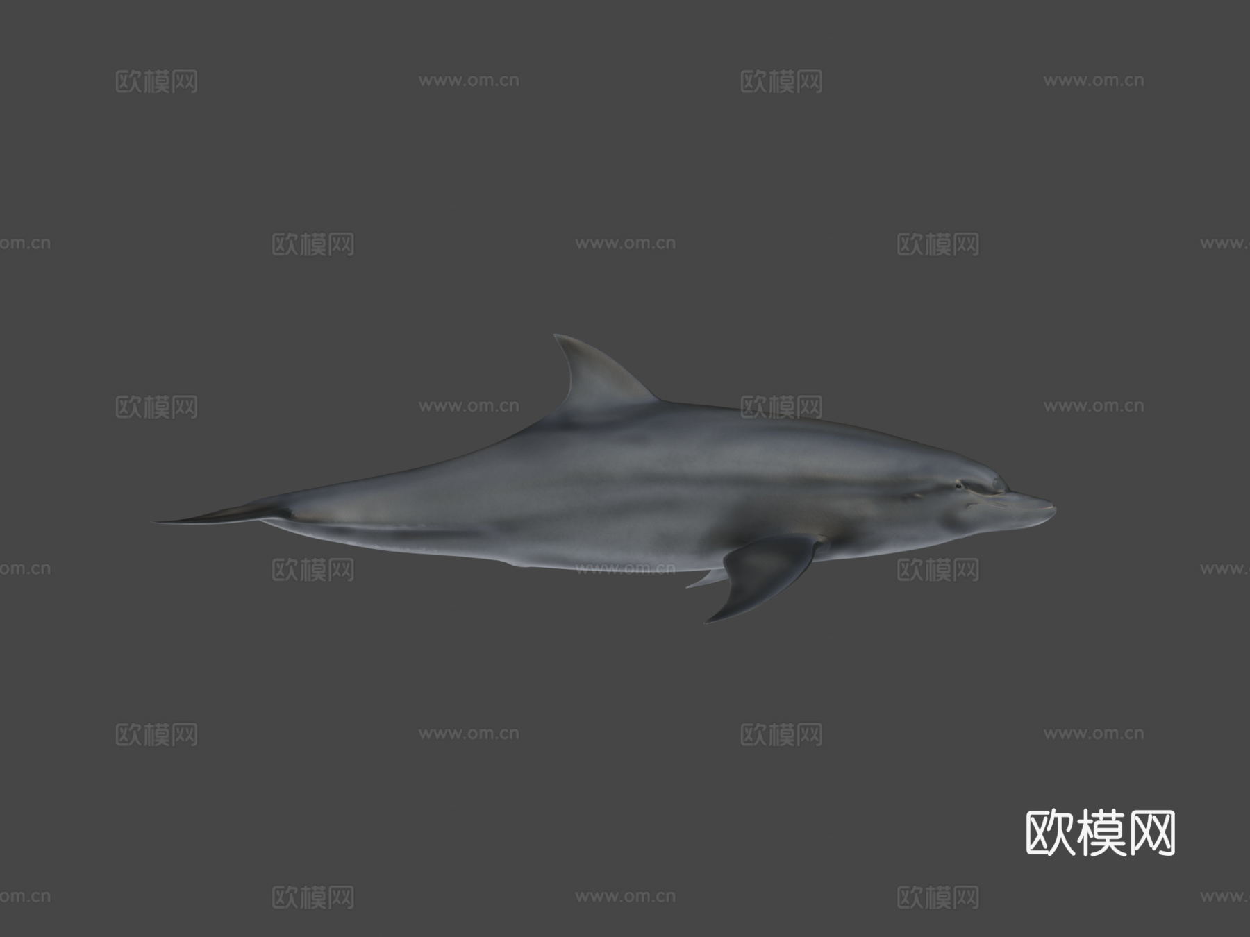 宽吻海豚3d模型