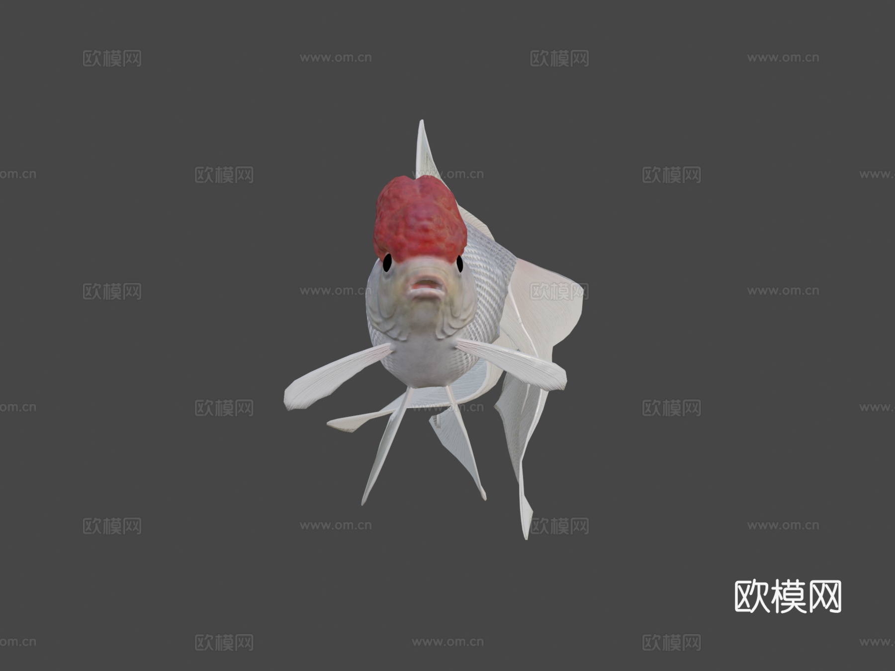 红帽兰寿金鱼3d模型