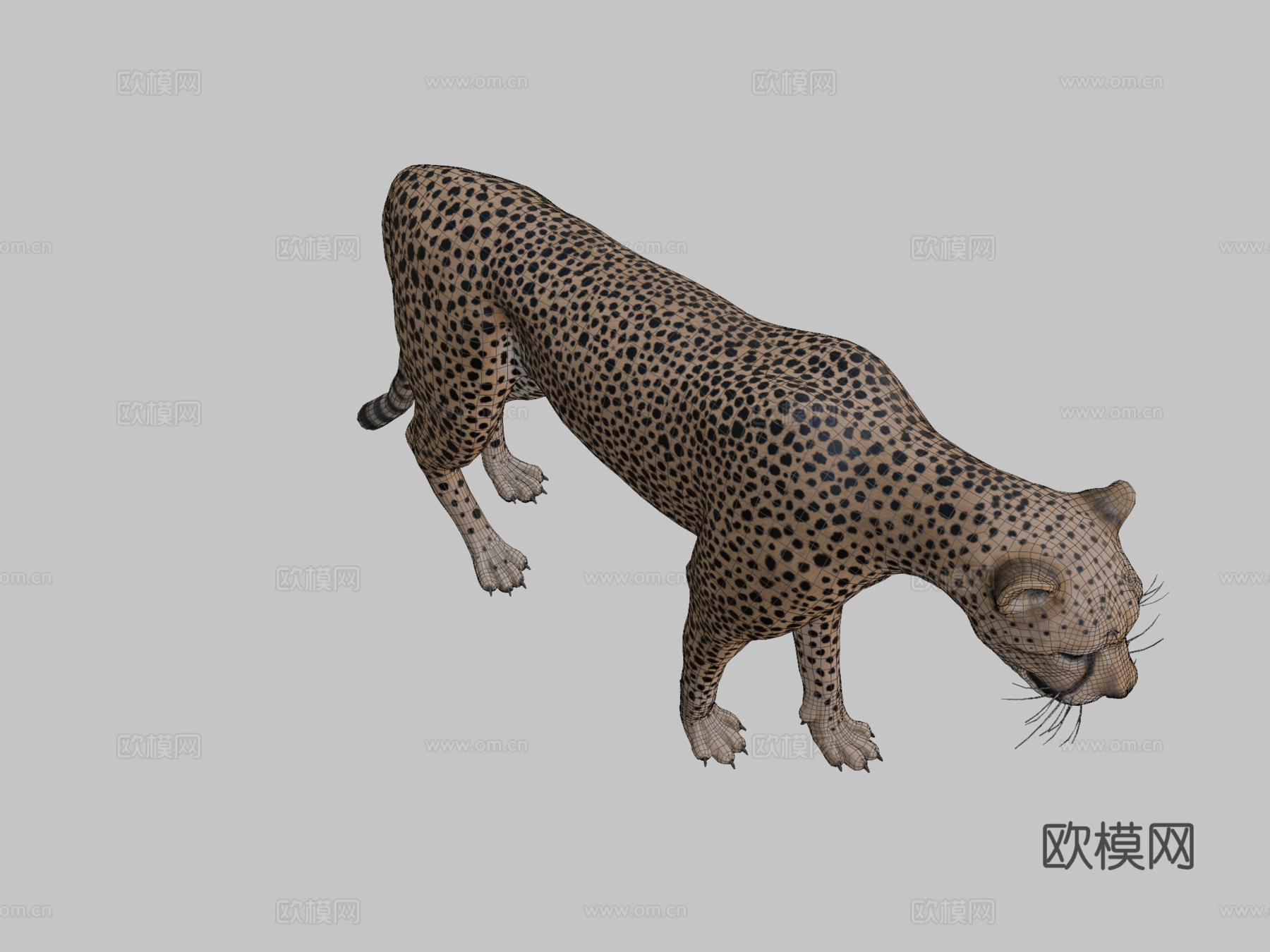 猎豹3d模型
