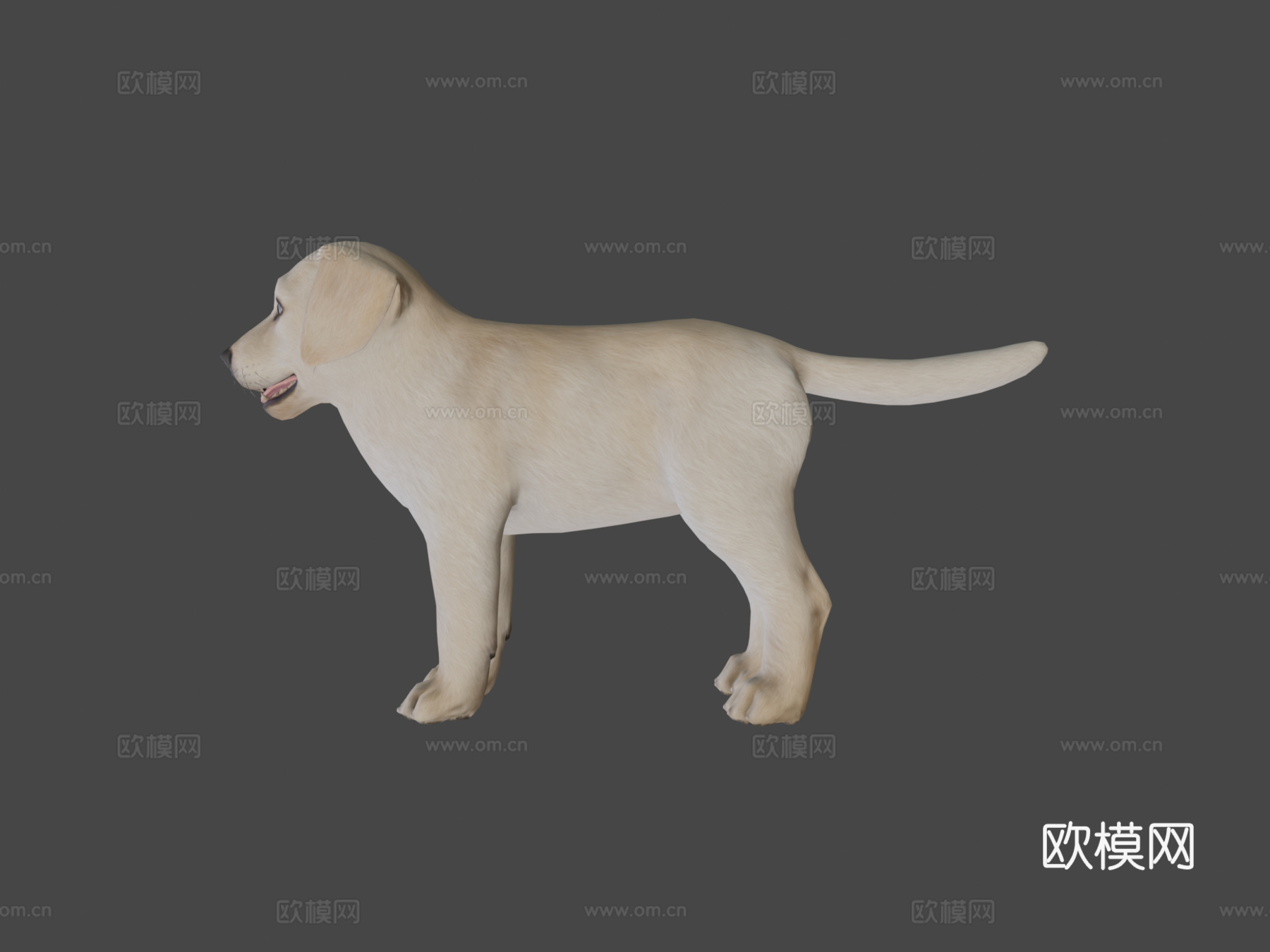 小狗-拉布拉多3d模型