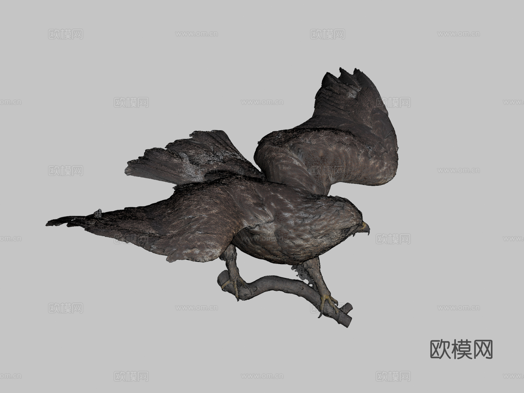 毛腿鵟3d模型