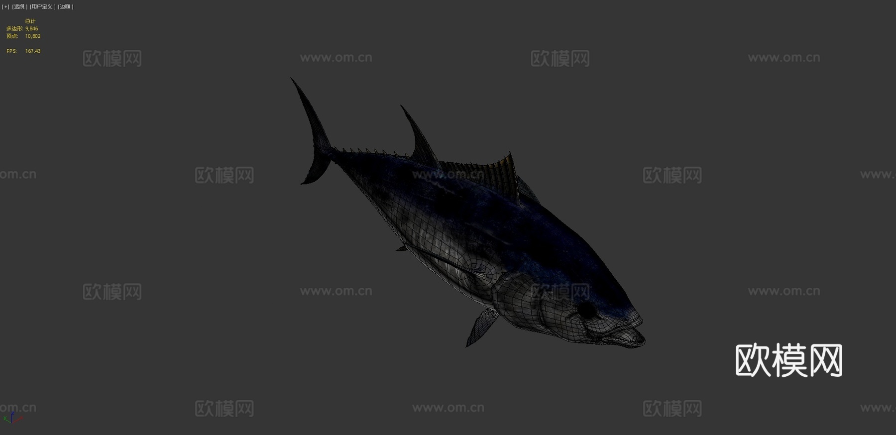 蓝鳍金枪鱼3d模型