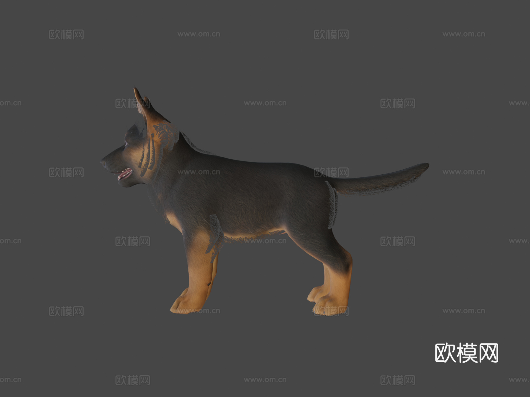 幼犬-牧羊犬3d模型