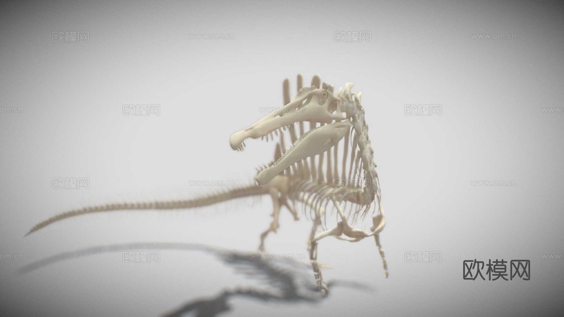 埃及棘龙骨骼3d模型