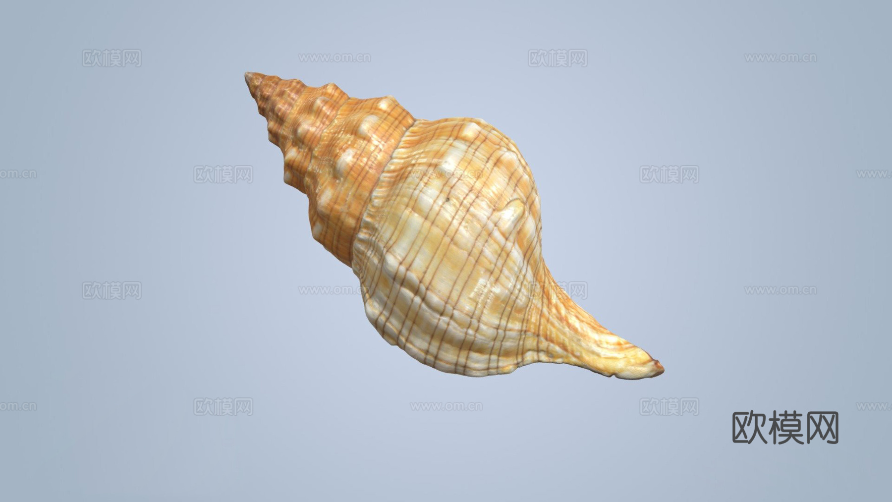 丝状马螺3d模型