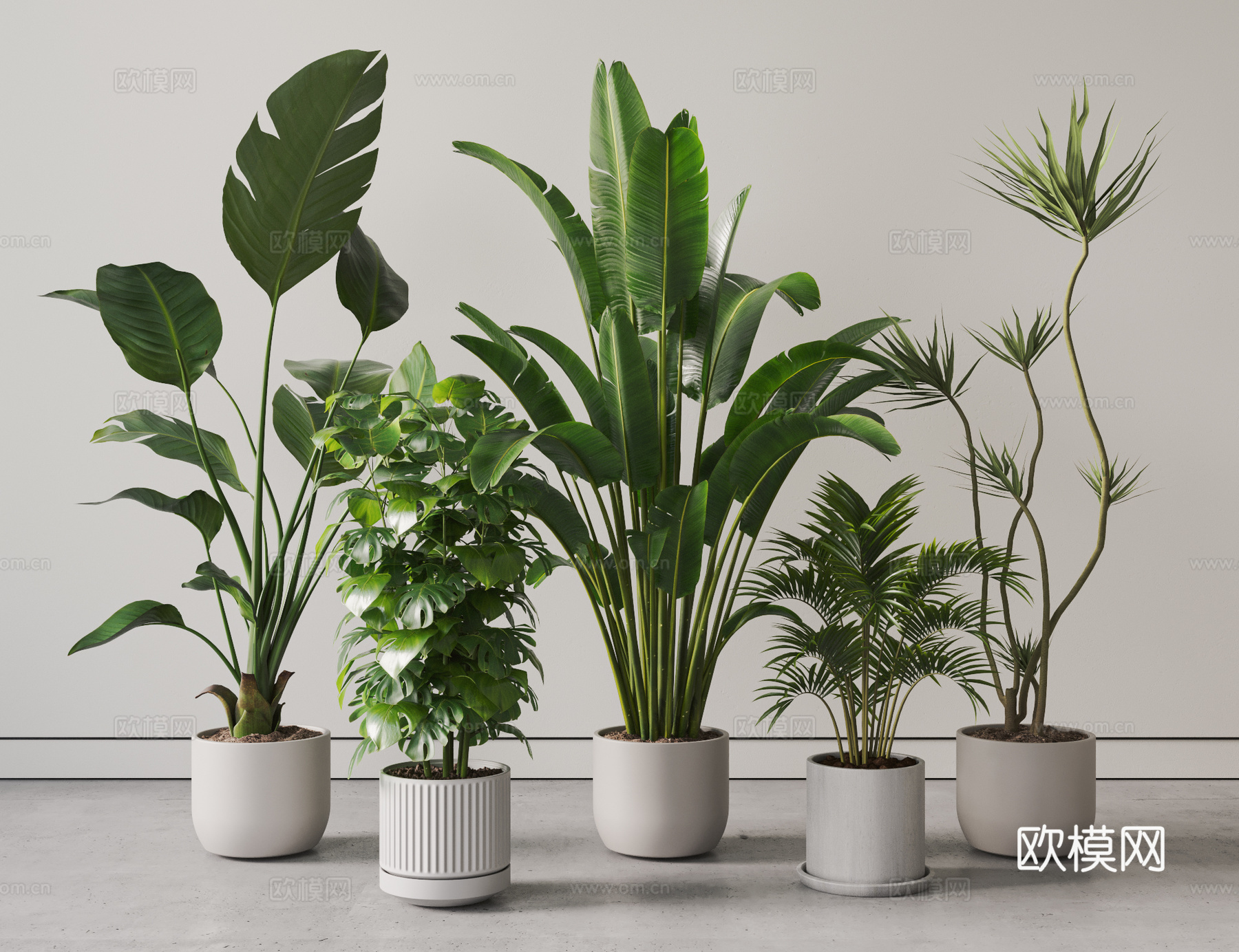 现代植物 盆栽 盆景 绿植 龙血树 千年木 天堂鸟 芭蕉树3d模型
