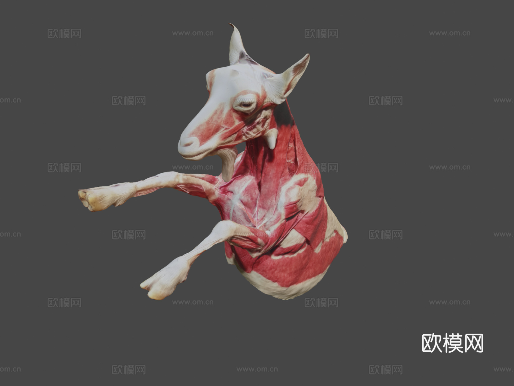 小山羊-肌肉3d模型