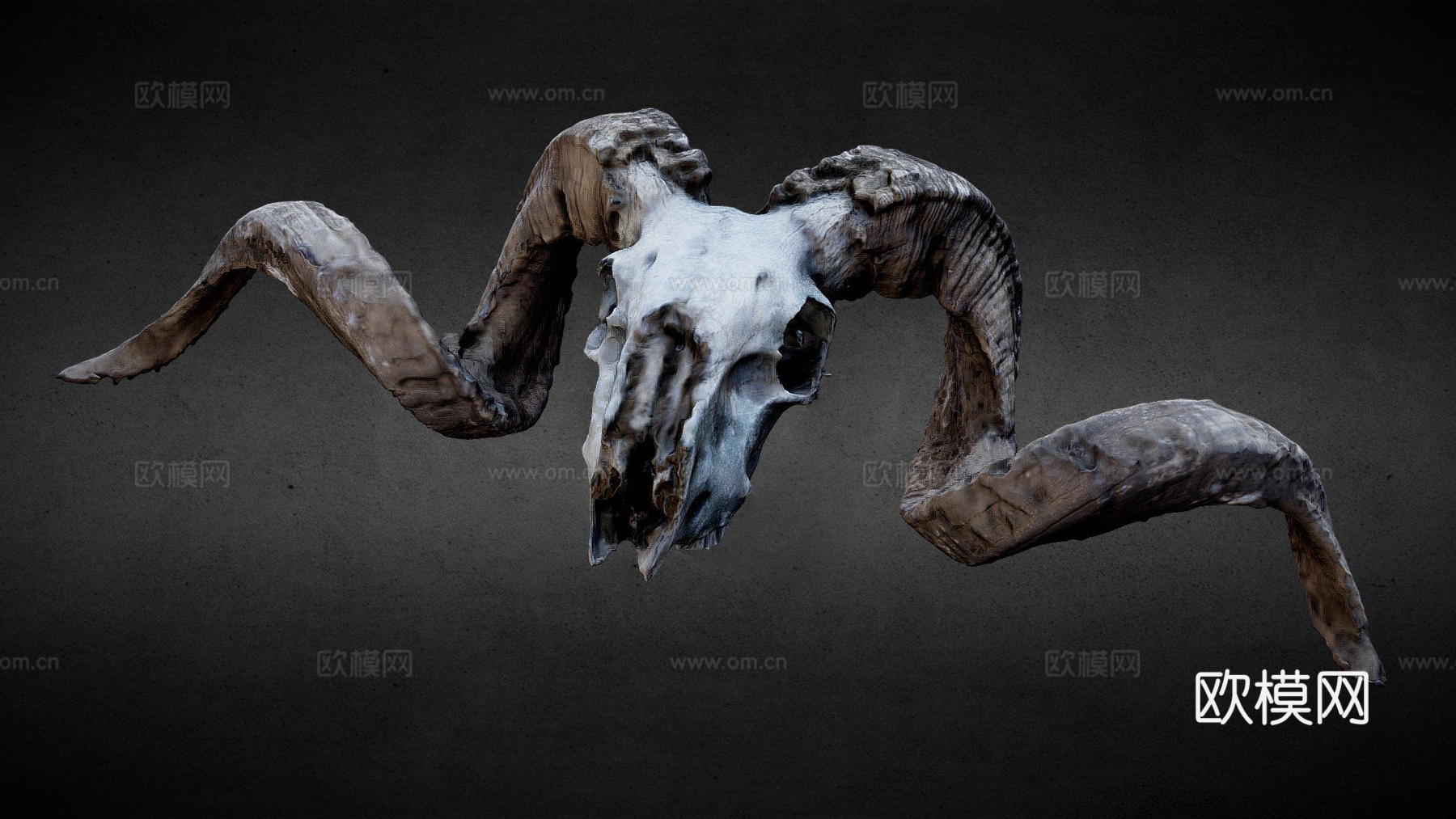 公羊头骨3d模型