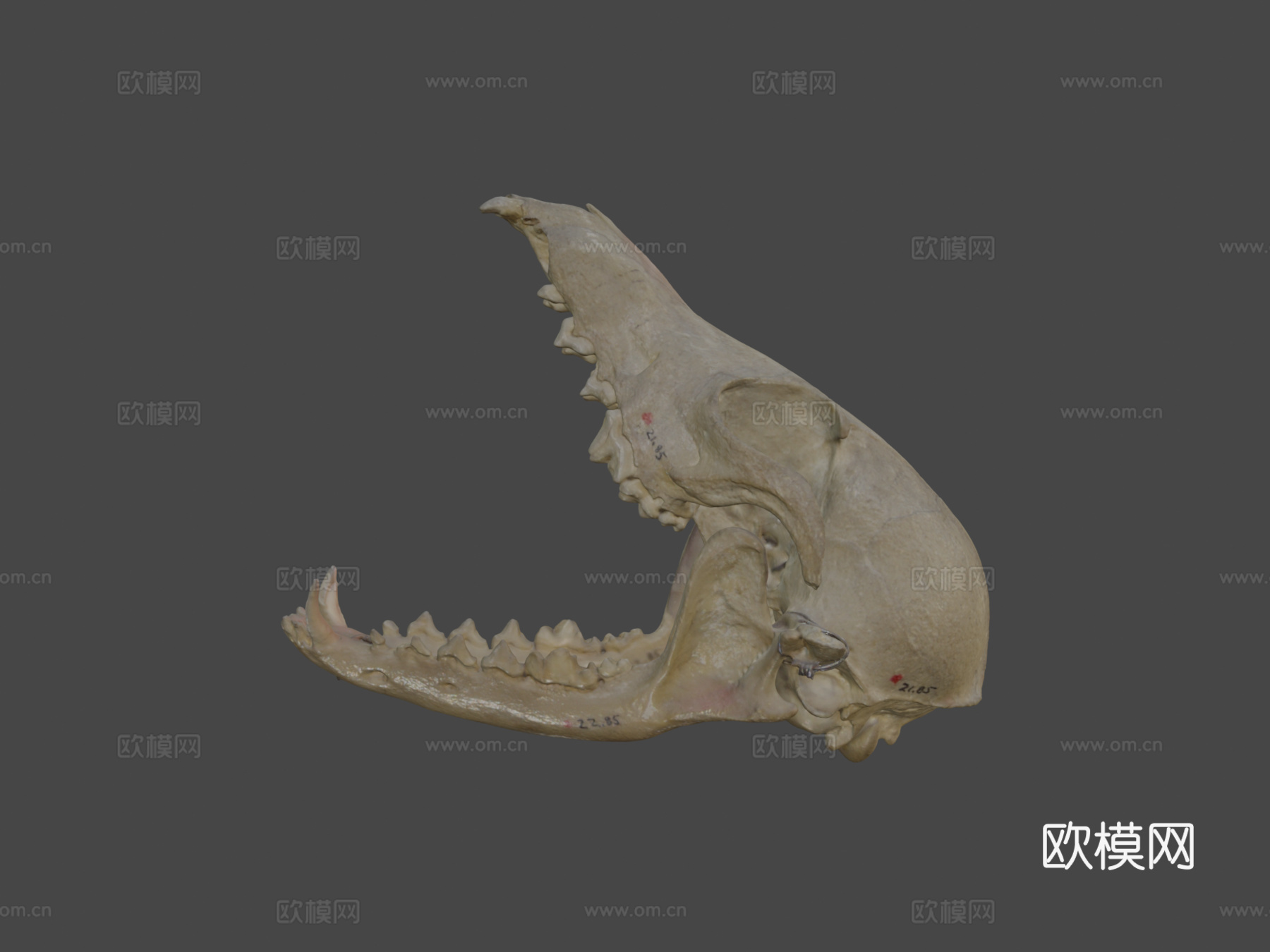 灰狐头骨3d模型