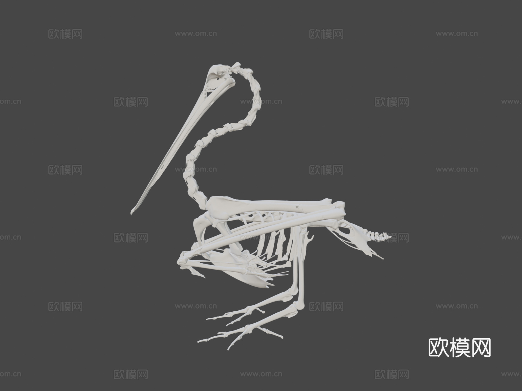 IMNH R-1901白鹈鹕3d模型